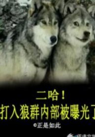 Nhị Cáp! Xâm Nhập Vào Bầy Sói Bị Lộ Ra Ánh Sáng