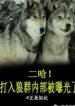 Nhị Cáp! Xâm Nhập Vào Bầy Sói Bị Lộ Ra Ánh Sáng