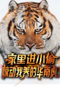 Trong Nhà Bị Trộm Đột Nhập, Kinh Động Ta Nuôi Hoa Nam Hổ!